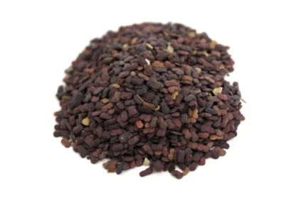 حلبة الخيل